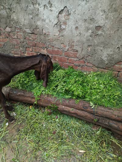 betal bakri