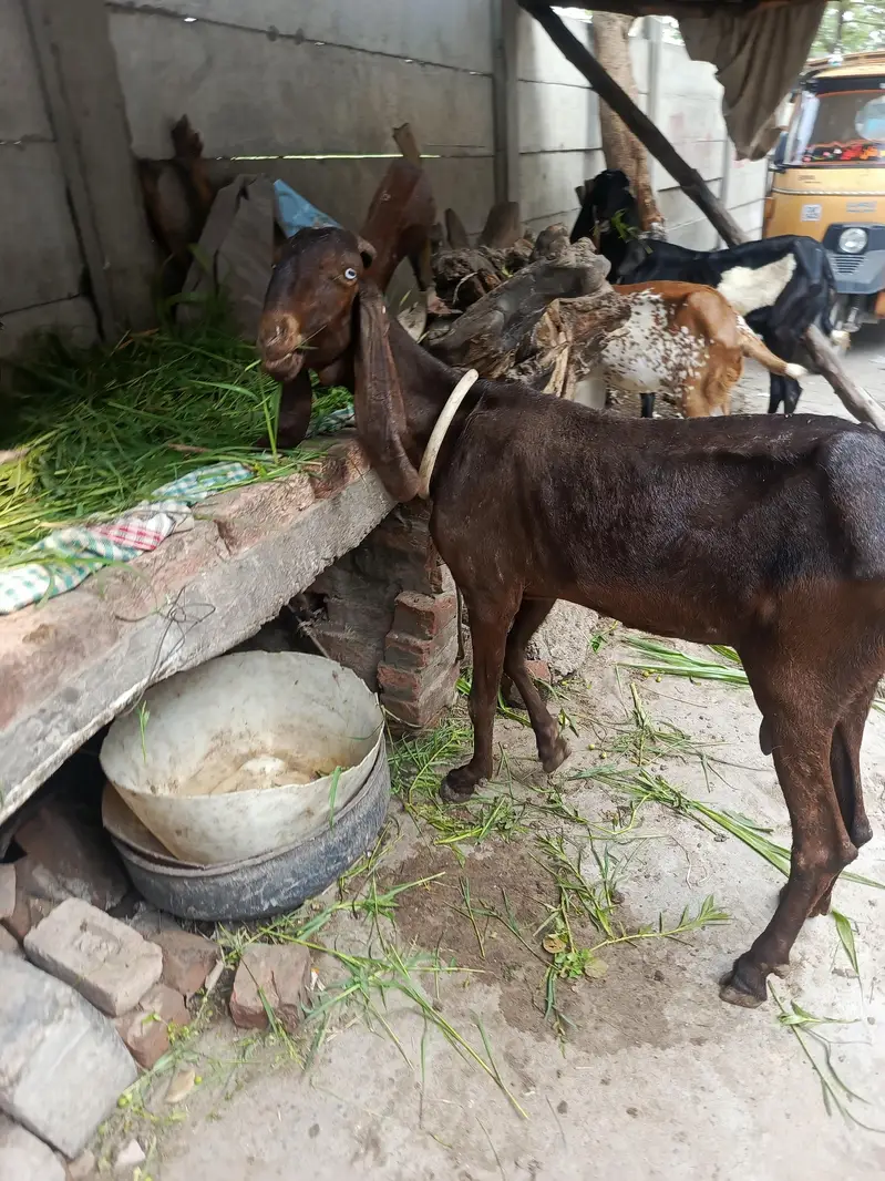 betal bakri — photo 2