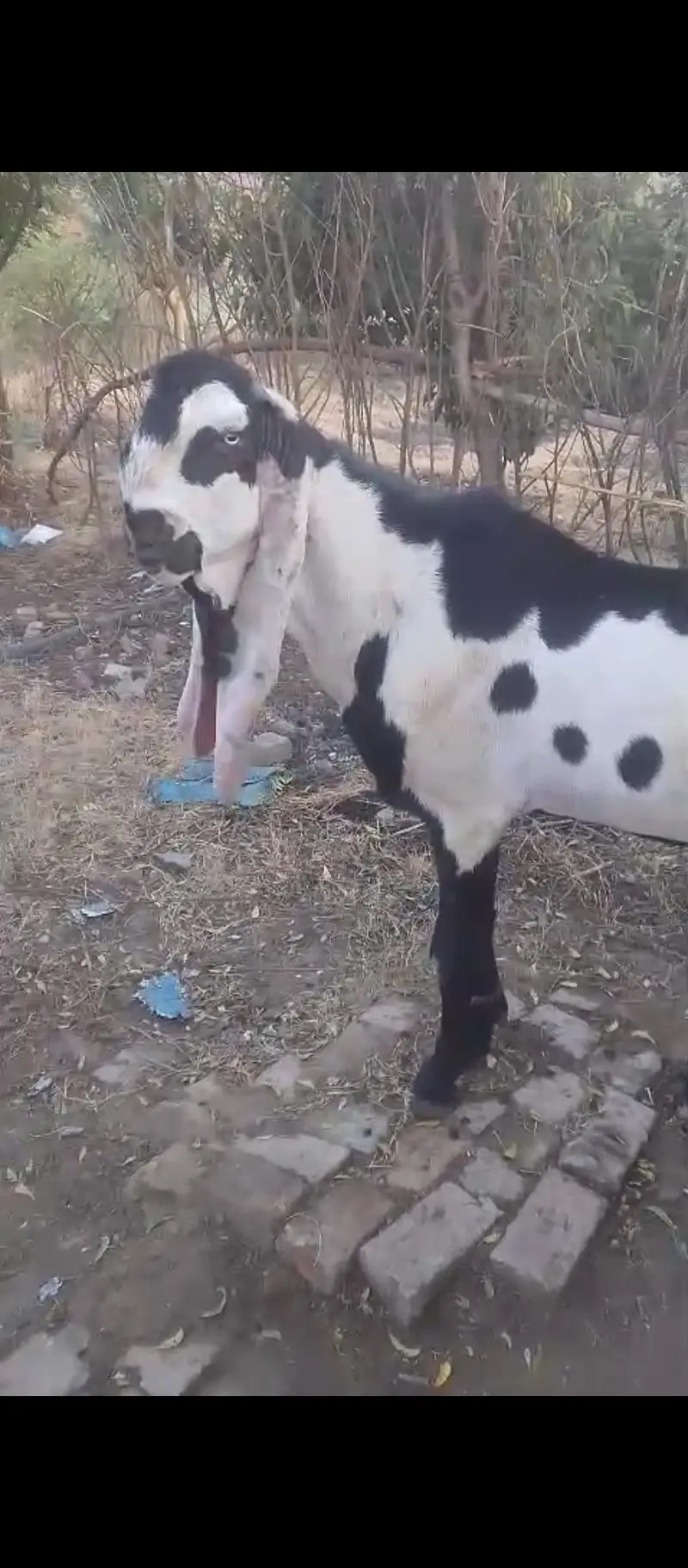 betal bakri — photo 3