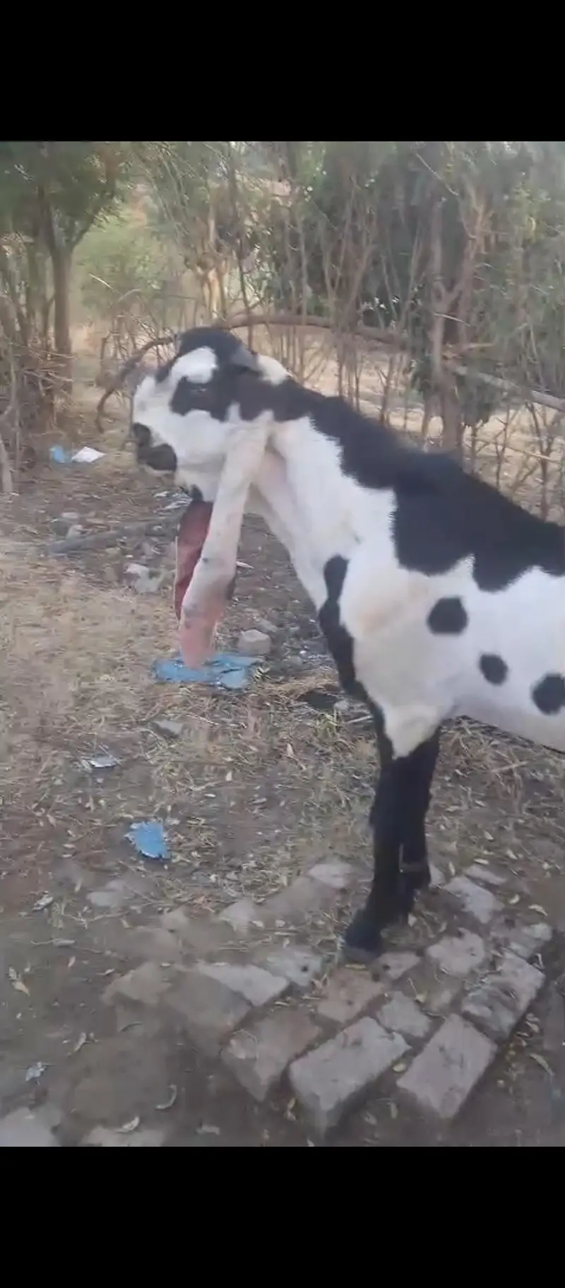betal bakri — photo 4