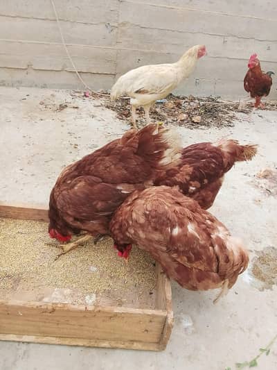 hens for sale