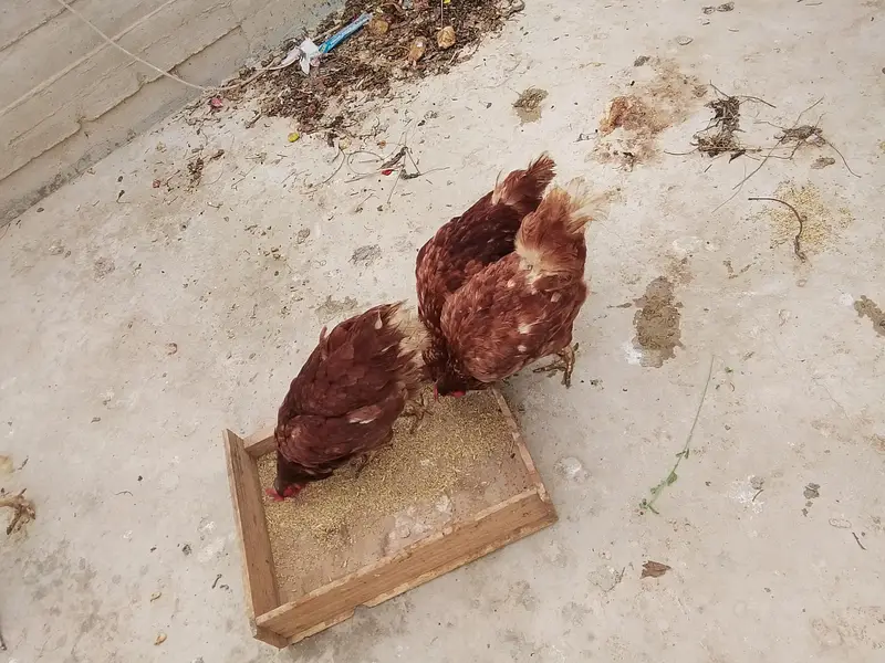 hens for sale — photo 3