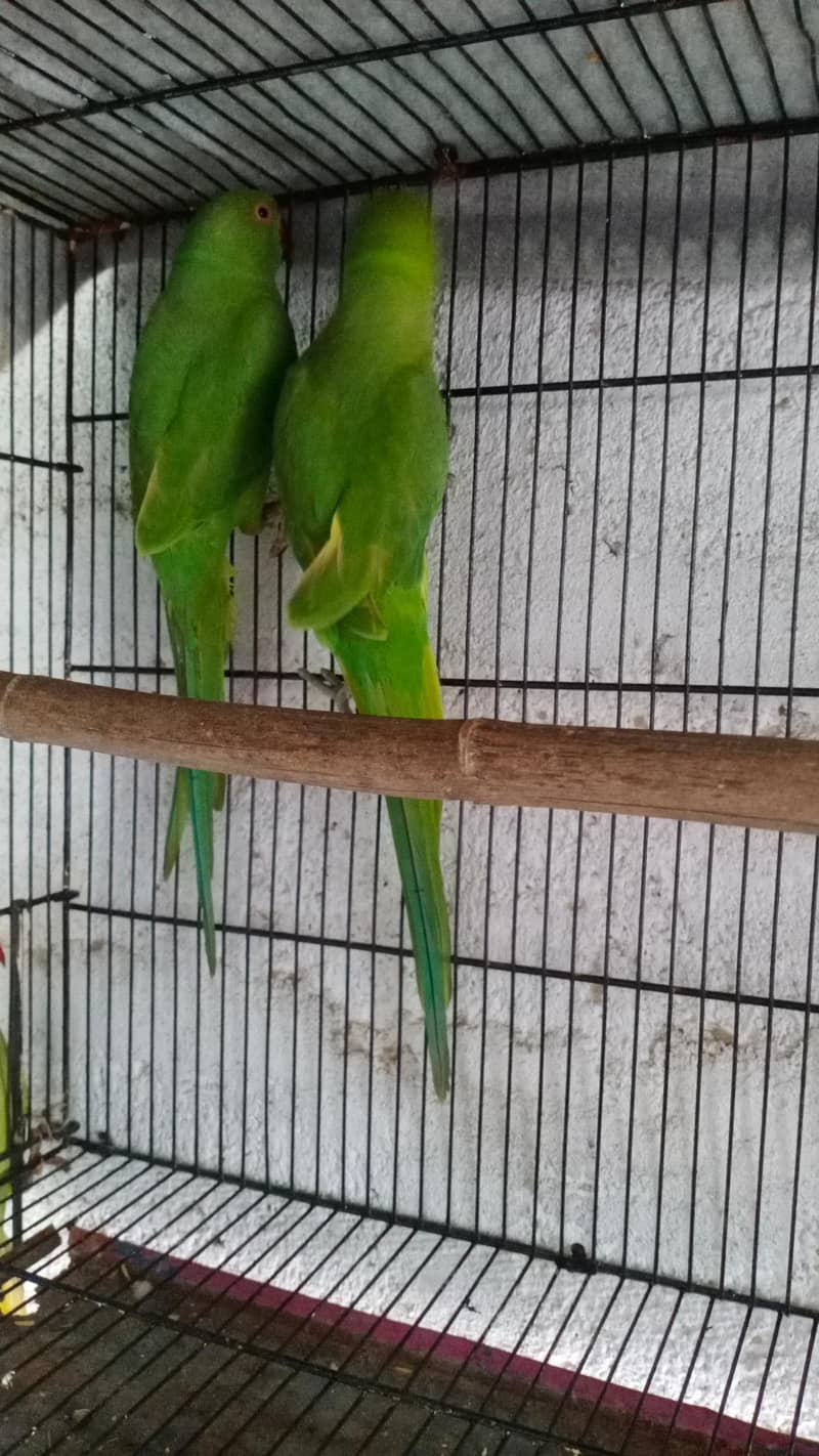 ring Neck pair 0