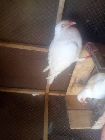 Danish breeder pair for sale