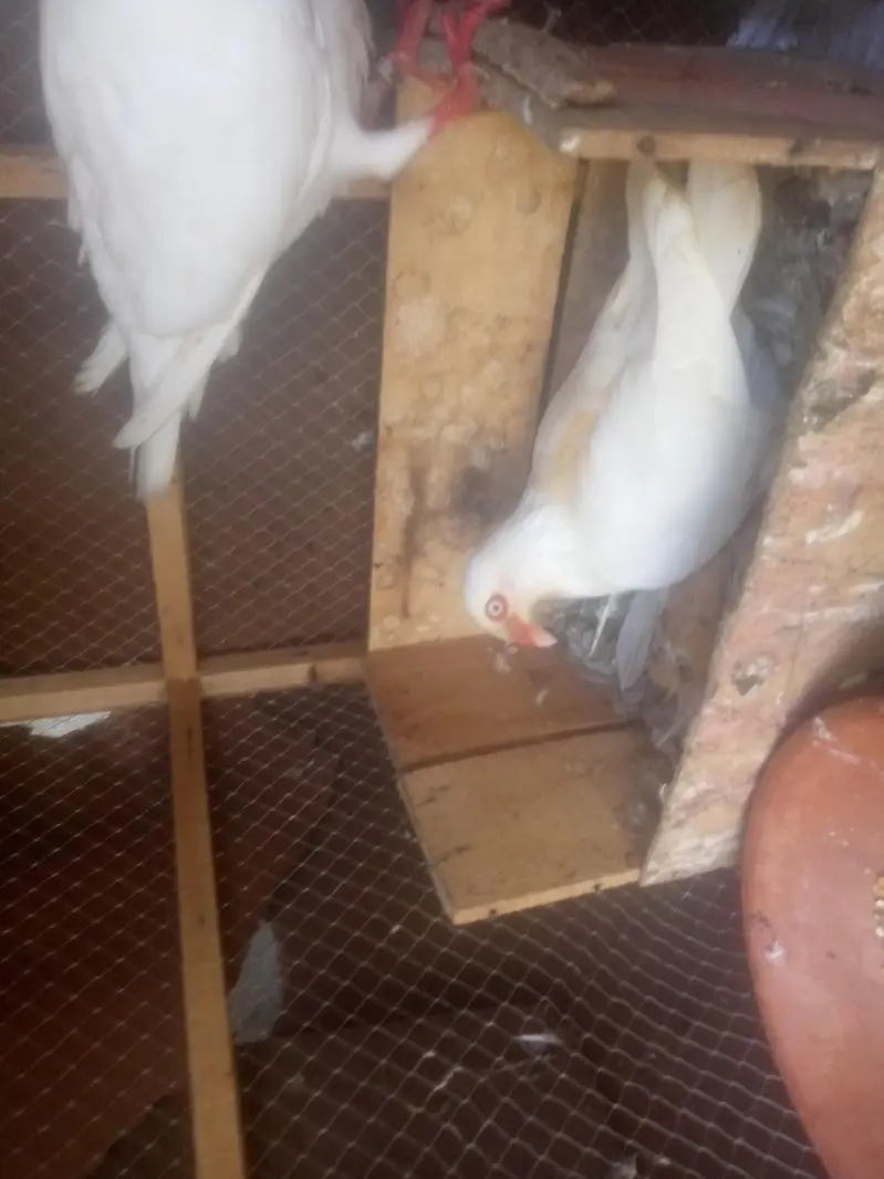 Danish breeder pair for sale — photo 2
