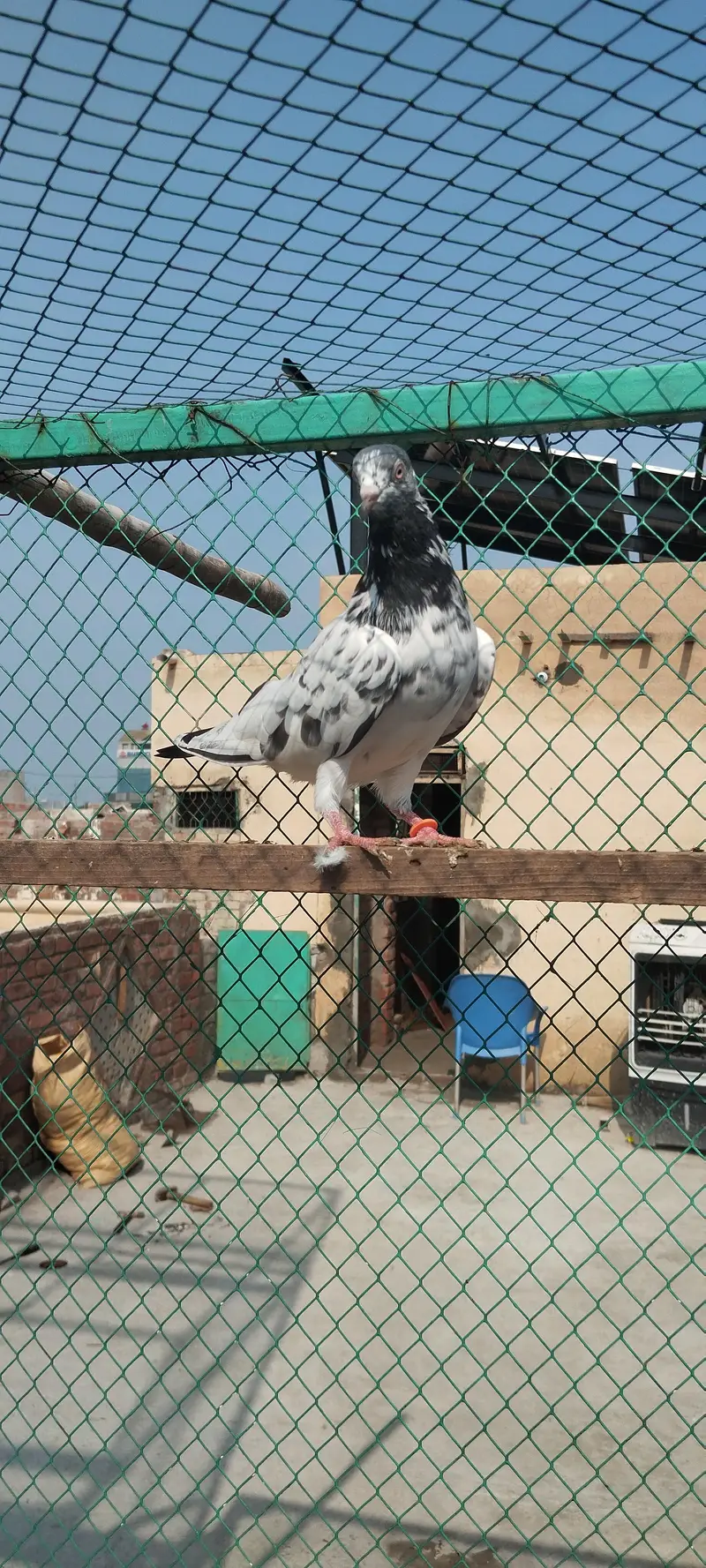 TWO BREEDER FEMALE FOR SALE