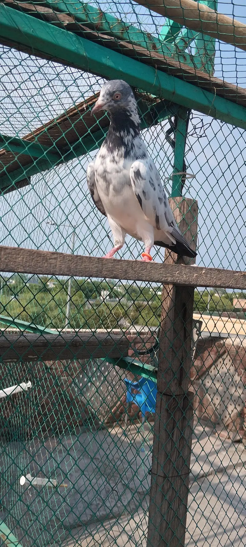 TWO BREEDER FEMALE FOR SALE — photo 2