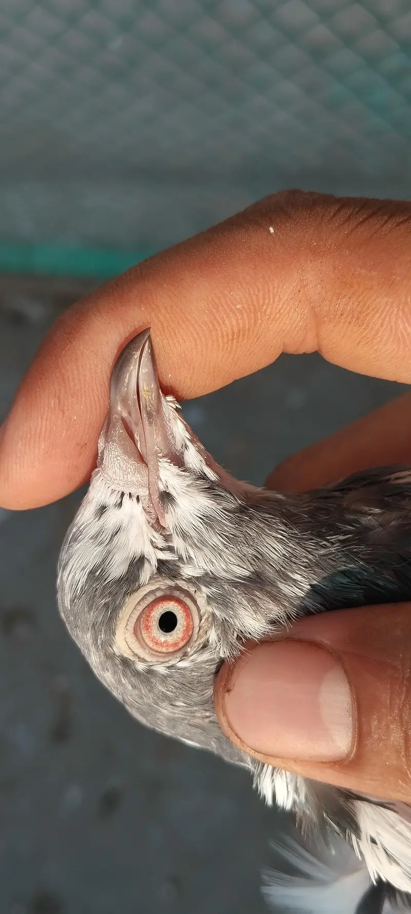 TWO BREEDER FEMALE FOR SALE — photo 3