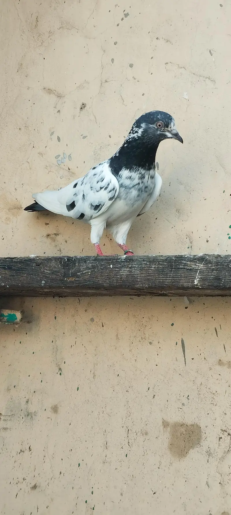 TWO BREEDER FEMALE FOR SALE — photo 4