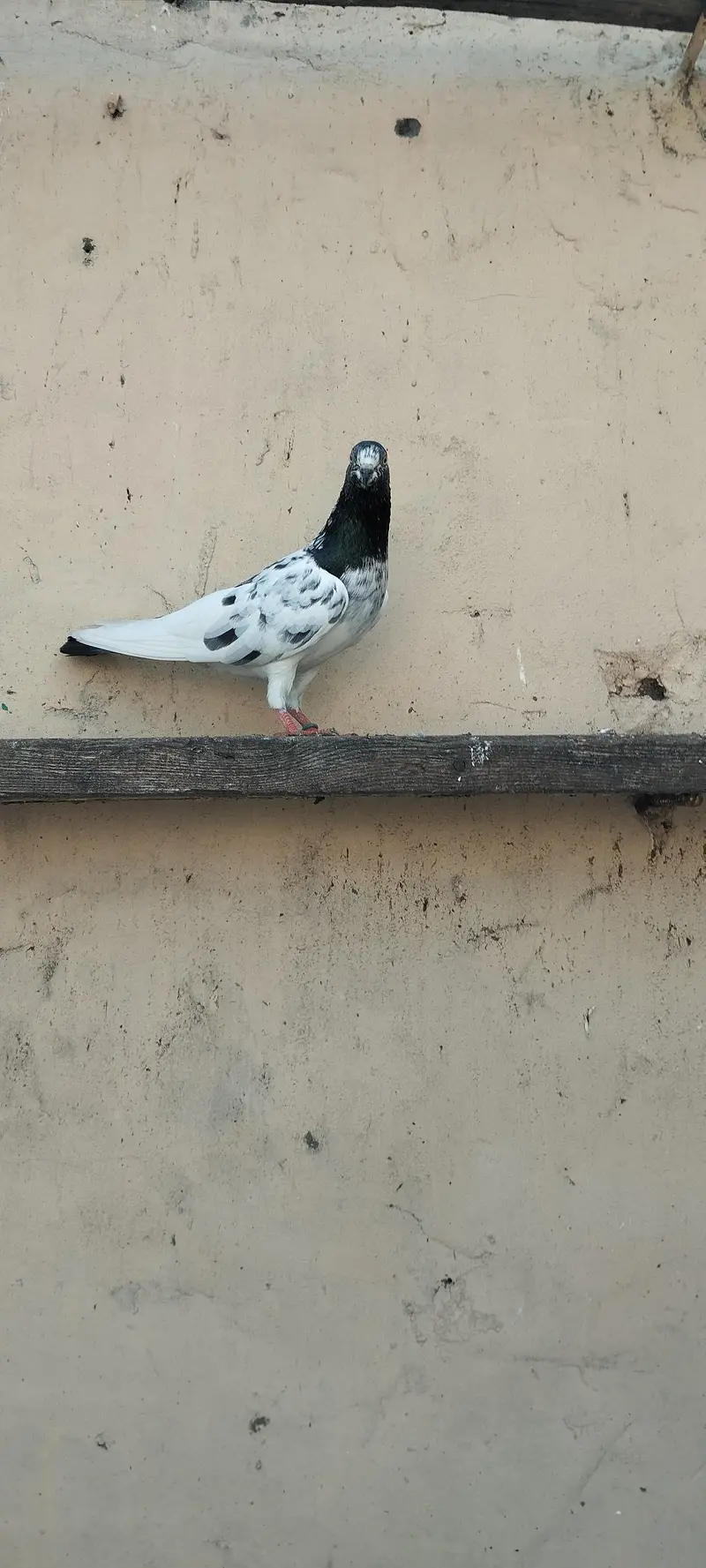 TWO BREEDER FEMALE FOR SALE — photo 5