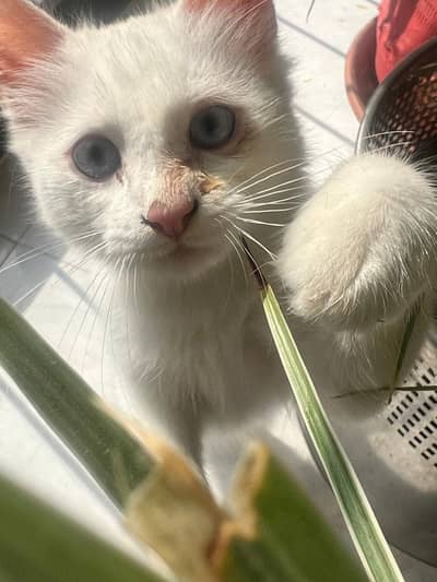 Male white blue eyed cat for sale.
