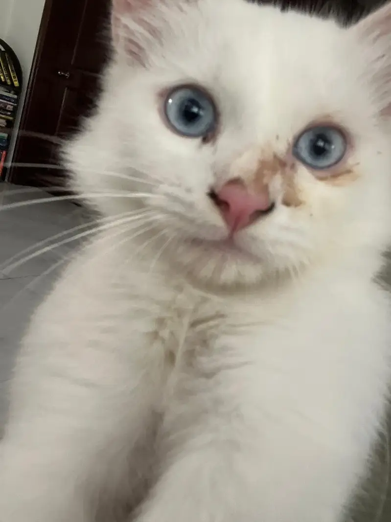 Male white blue eyed cat for sale. — photo 2