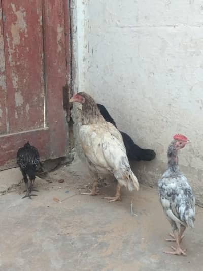 with the little 3     chicken