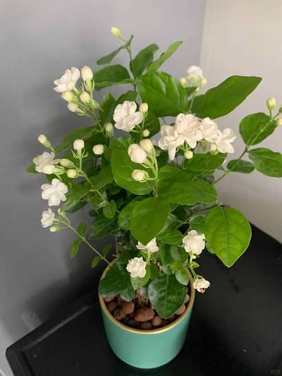 Nursery Plants