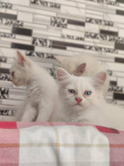 Persian CAT
