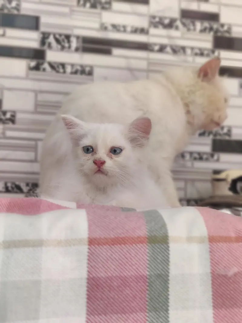 Persian CAT — photo 2