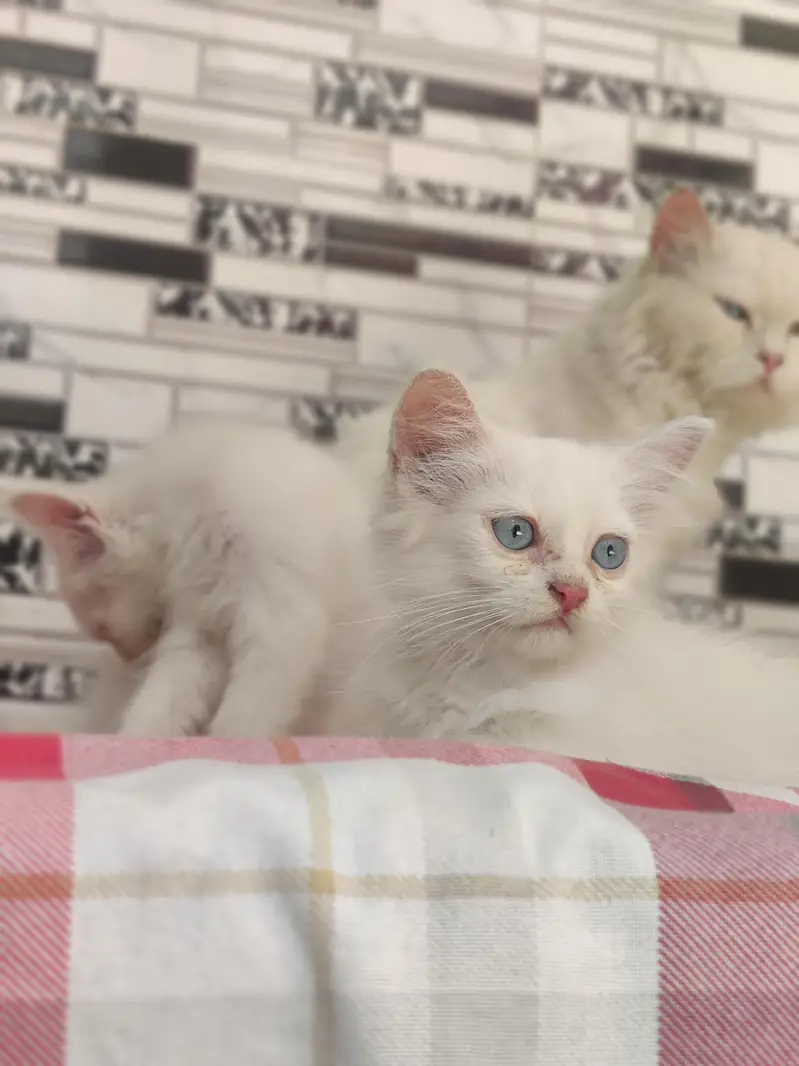 Persian CAT — photo 3