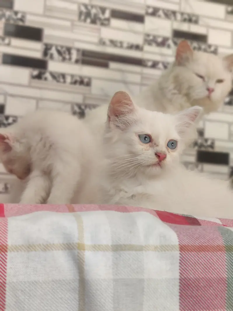 Persian CAT — photo 4