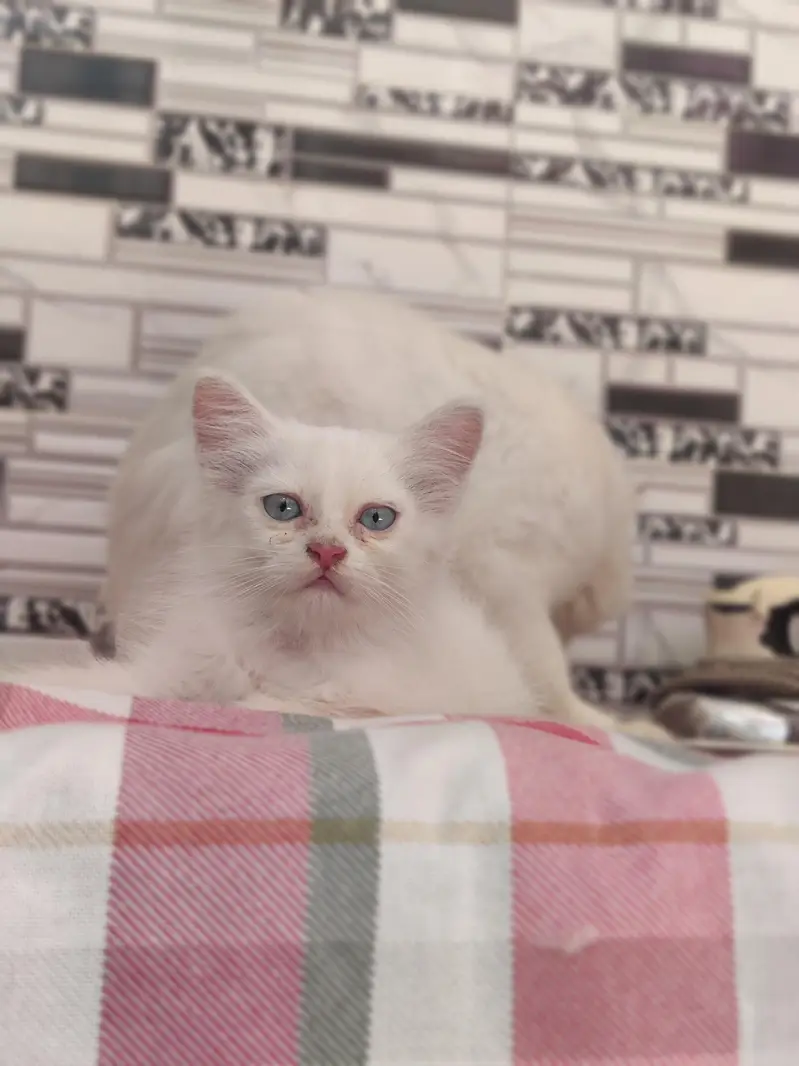 Persian CAT — photo 5