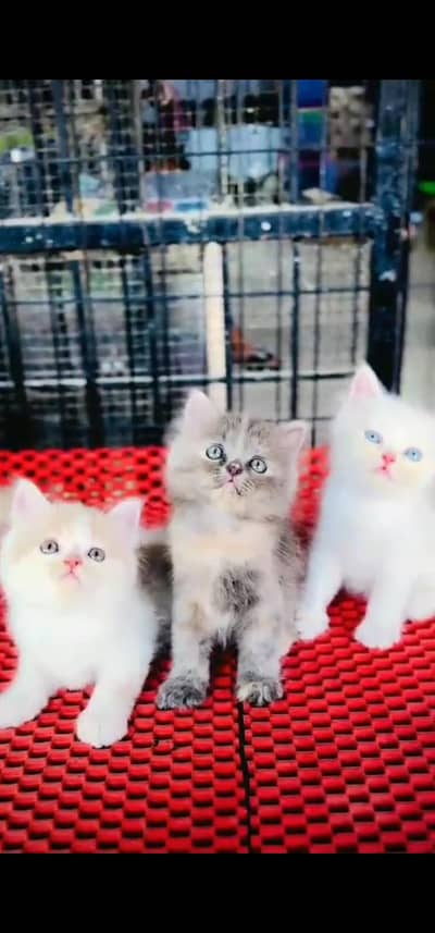 Quality Persian Punch face cat & kittens 03230930380 WhatsApp