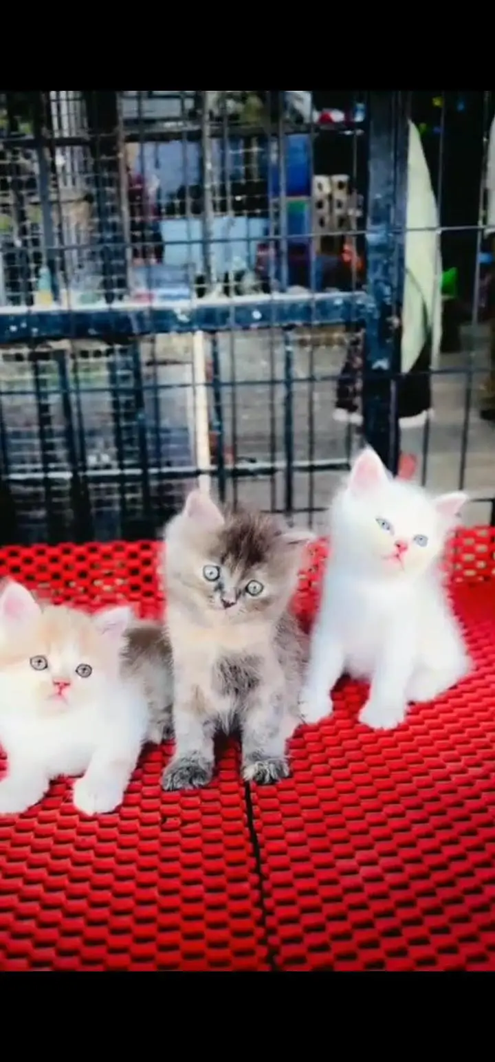Quality Persian Punch face cat & kittens 03230930380 WhatsApp — photo 2
