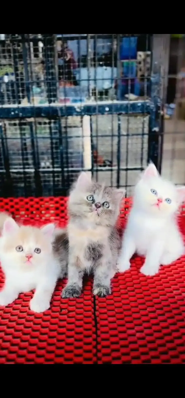 Quality Persian Punch face cat & kittens 03230930380 WhatsApp — photo 3