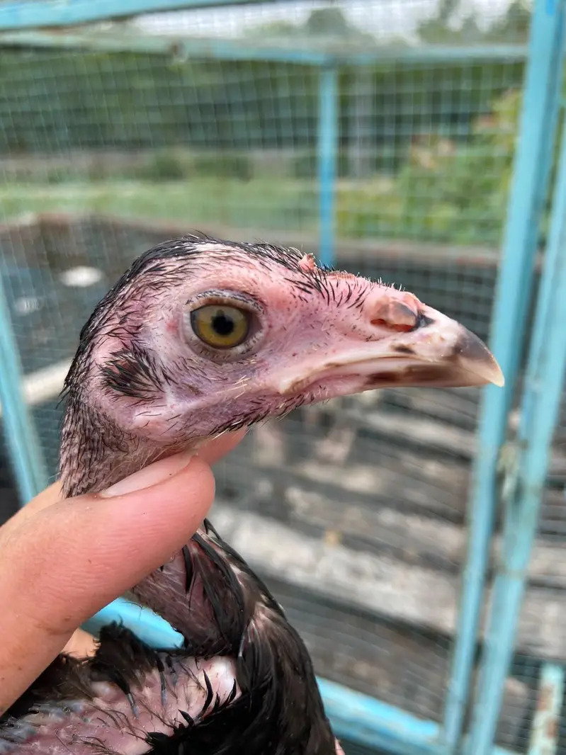 Aseel chicks — photo 2