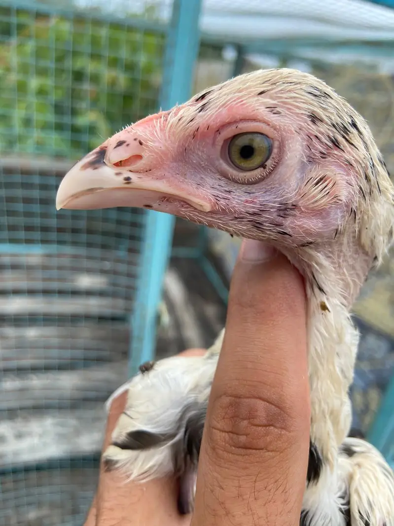 Aseel chicks — photo 3