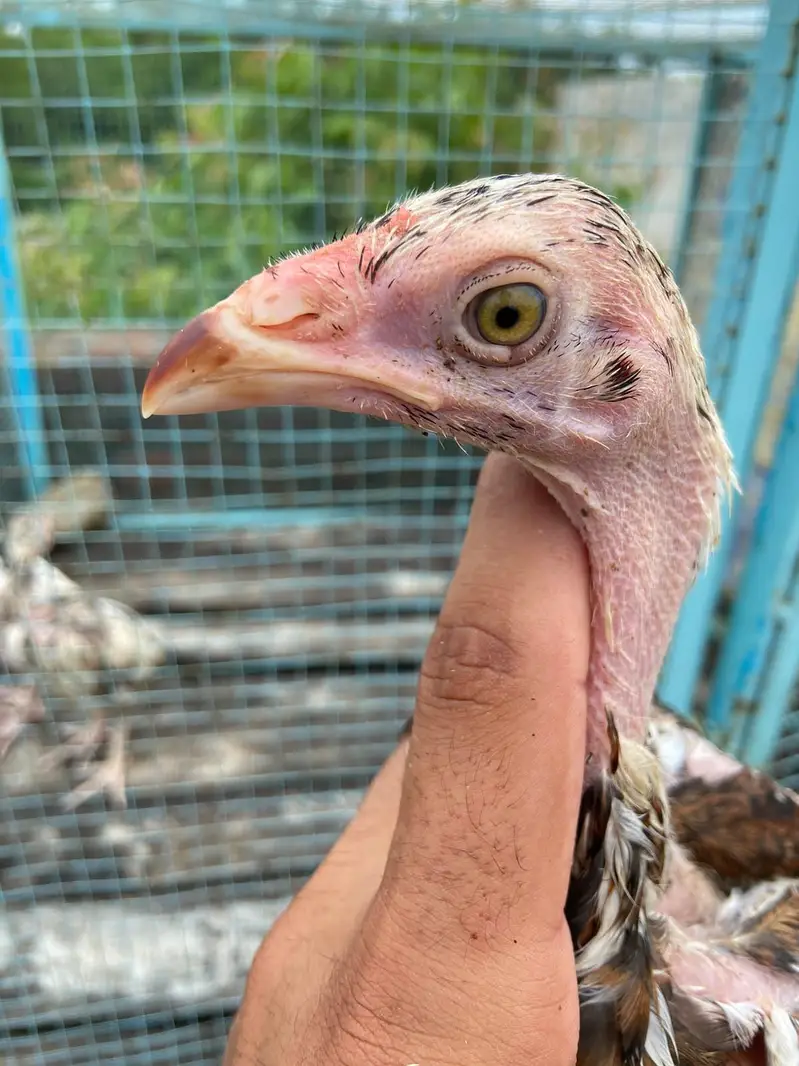 Aseel chicks — photo 4
