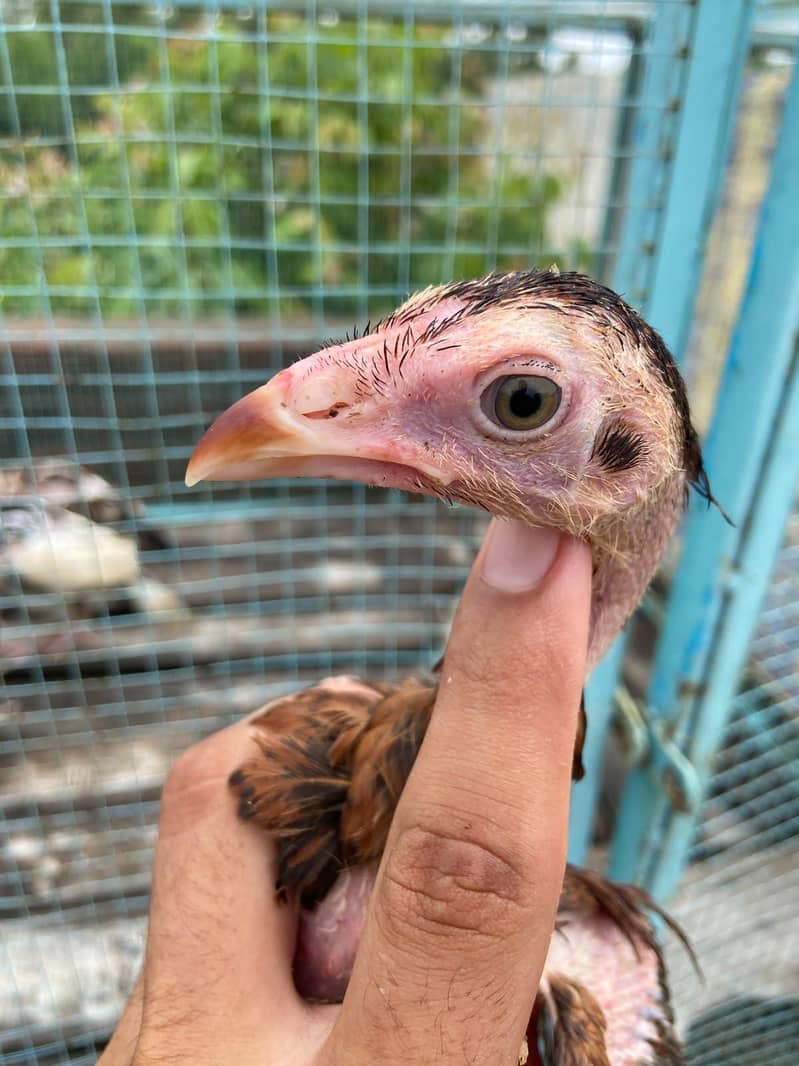 Aseel chicks 5