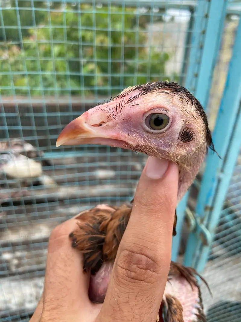 Aseel chicks — photo 6
