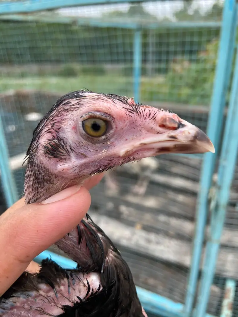 Aseel chicks — photo 7