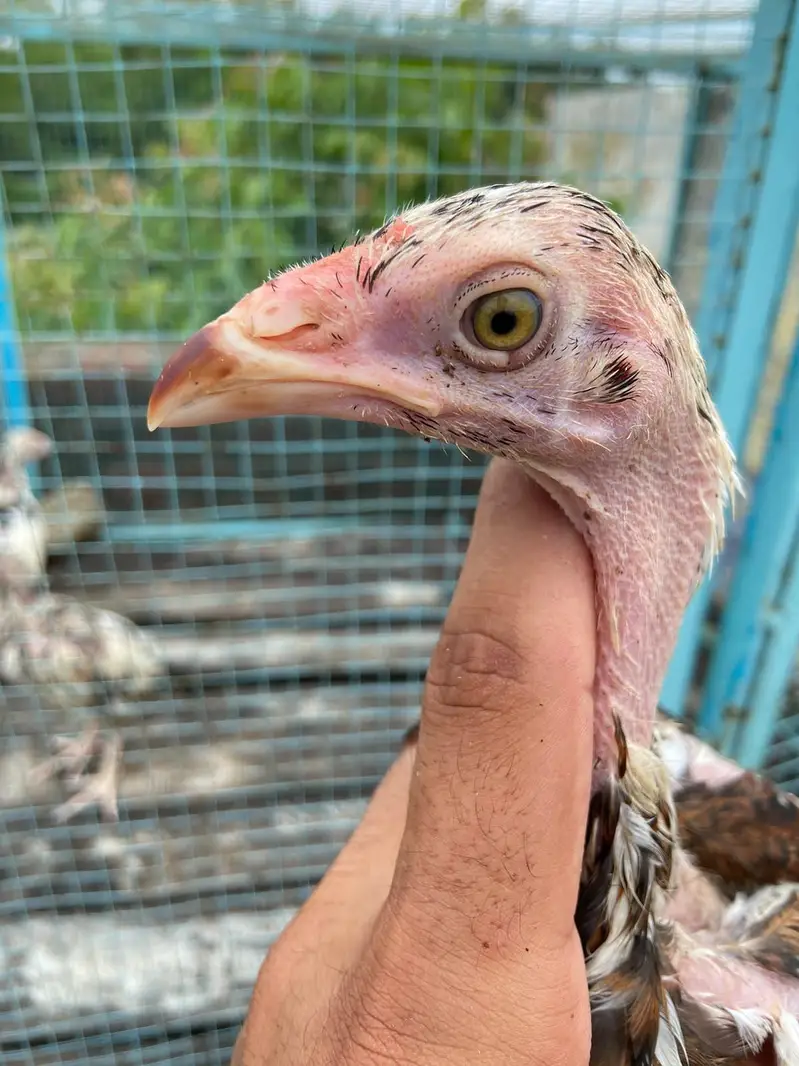 Aseel chicks — photo 8