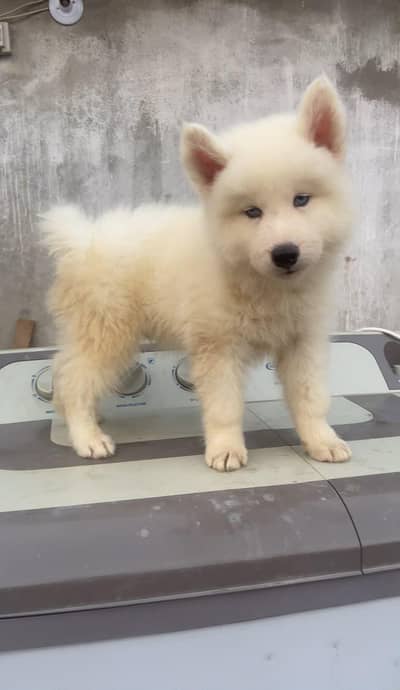 Siberian husky