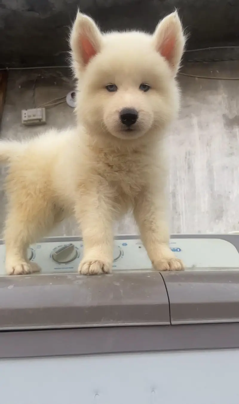 Siberian husky — photo 2