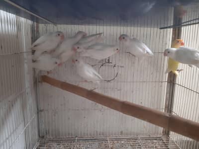 Adult Lovebirds | 2 DNA Tested Males (Cremino & Albino) | Adults Only