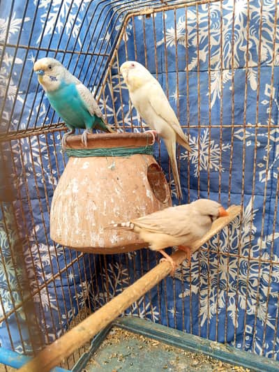 budgie pair