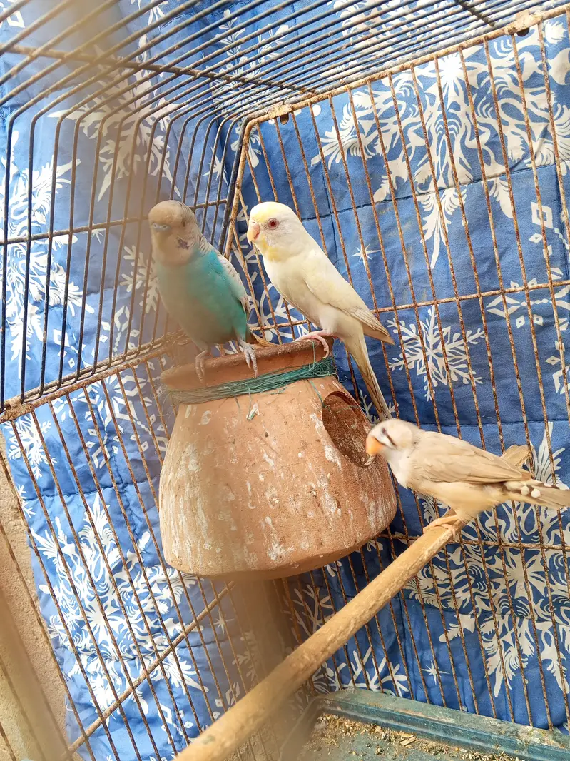 budgie pair — photo 2
