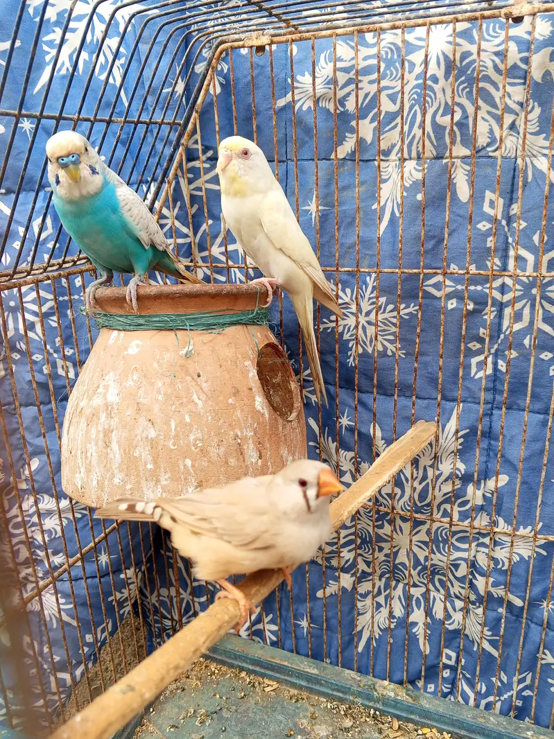 budgie pair — photo 3