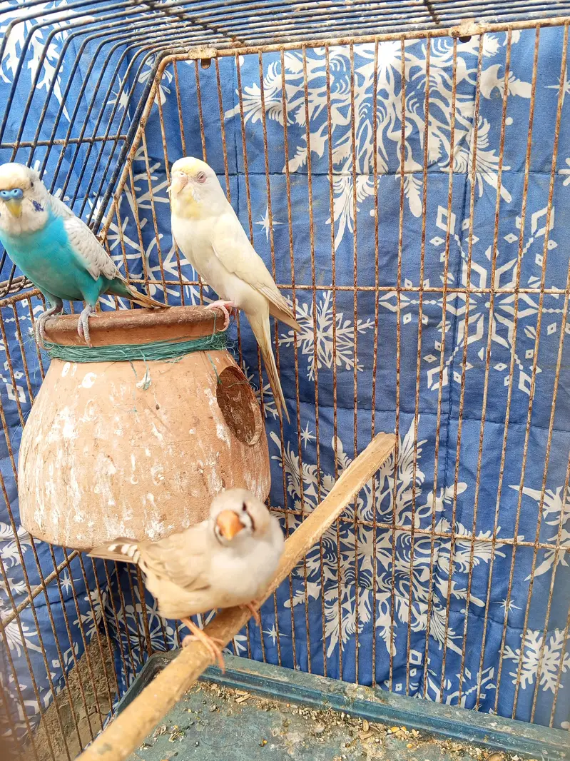 budgie pair — photo 4