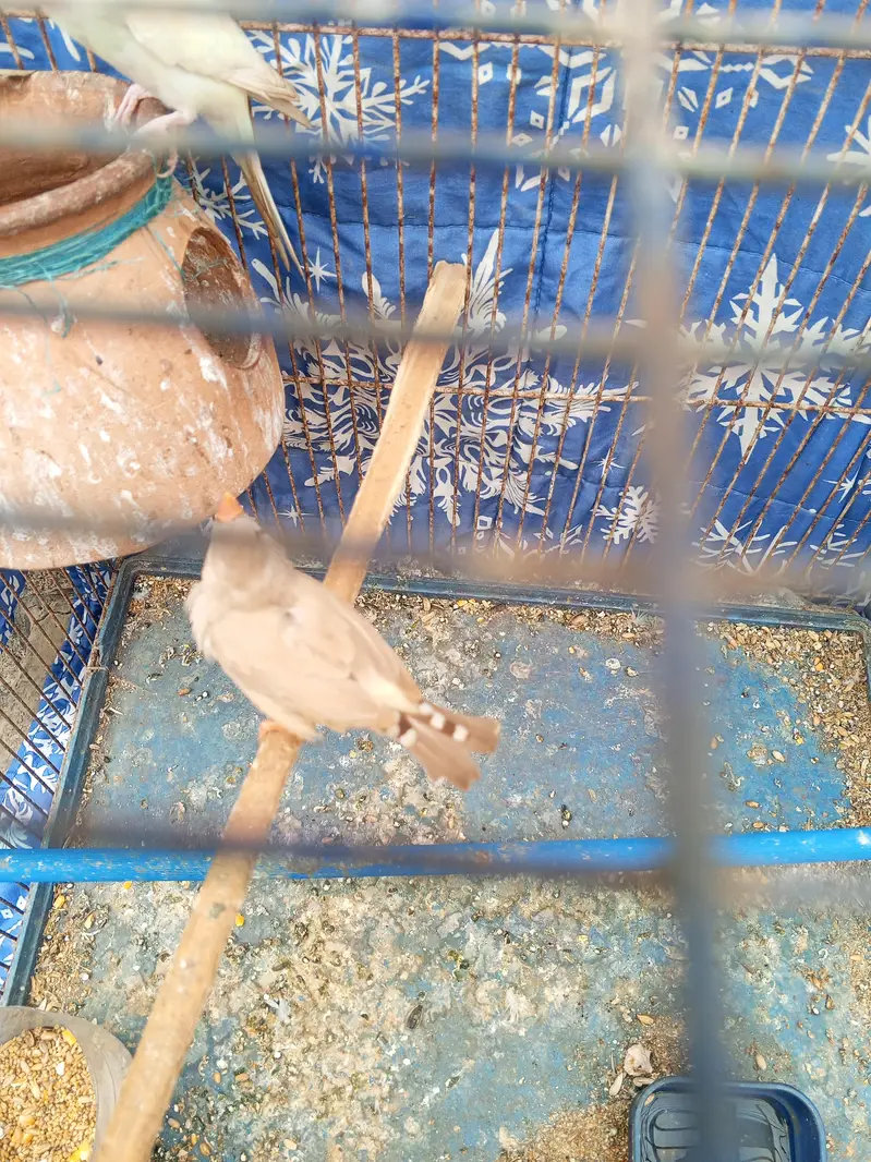 budgie pair — photo 5