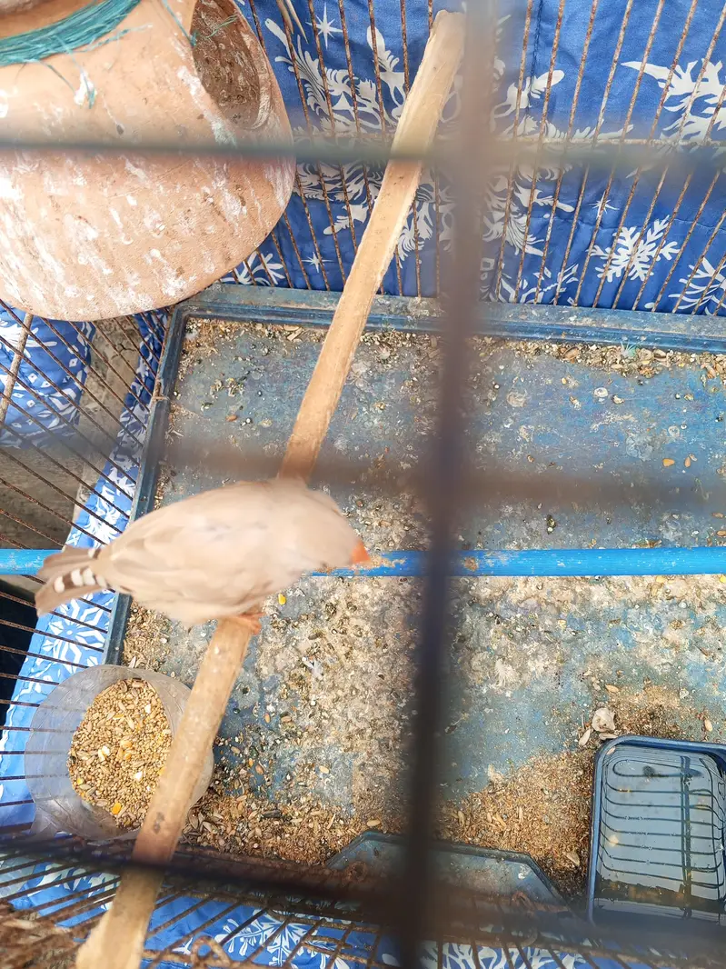 budgie pair — photo 6