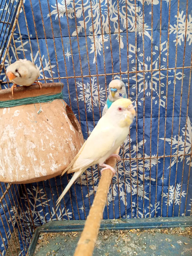 budgie pair — photo 8