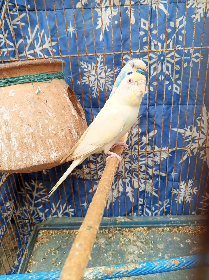budgie pair — photo 9