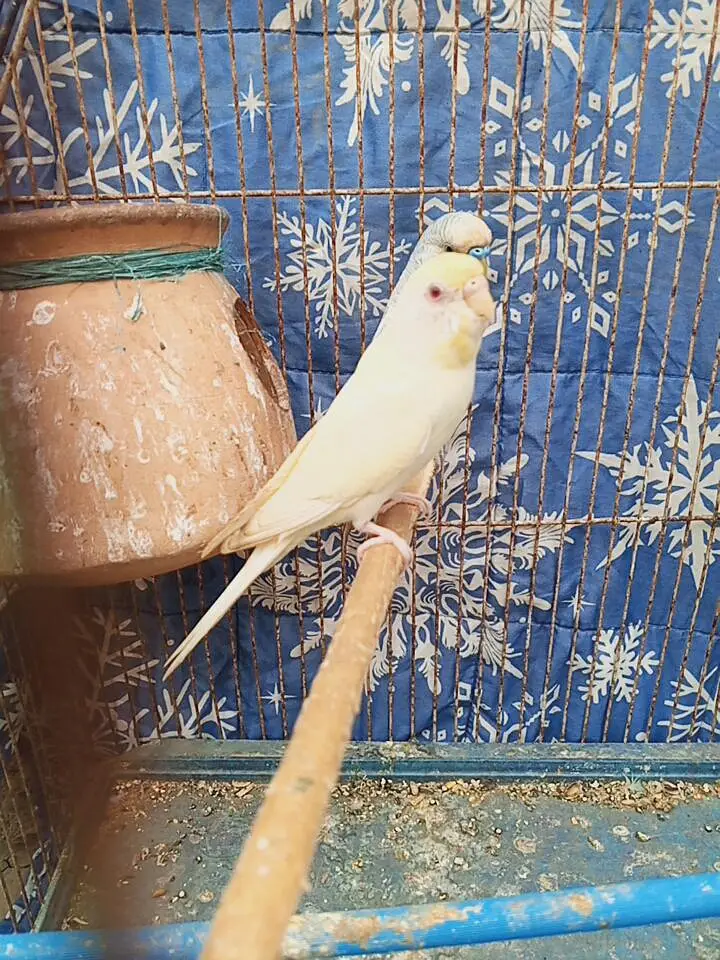 budgie pair — photo 10