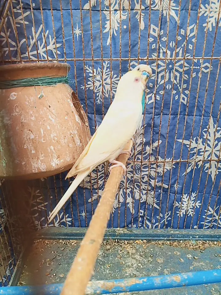 budgie pair — photo 11