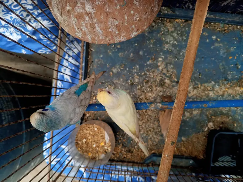 budgie pair — photo 12