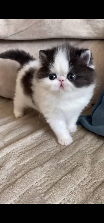 Quality Persian Punch face cat & kittens 03230930380 WhatsApp