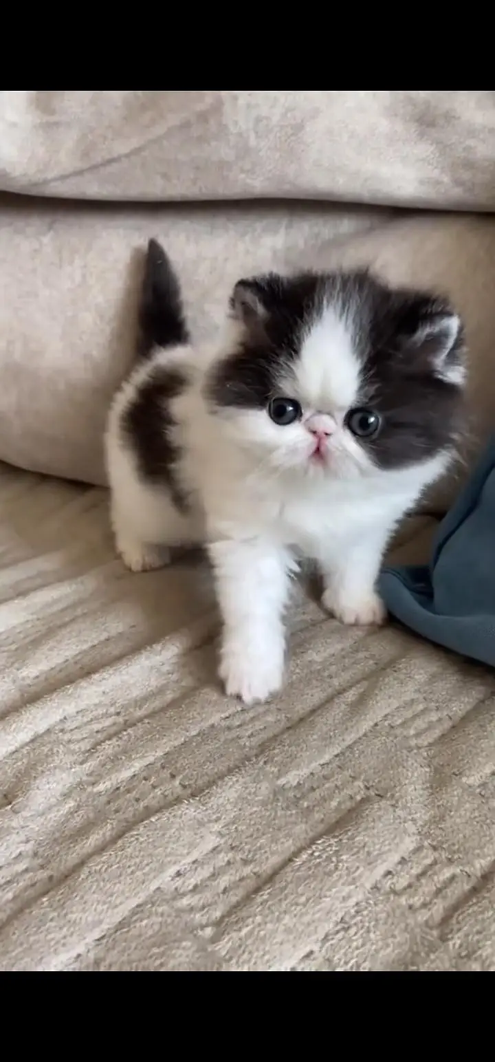 Quality Persian Punch face cat & kittens 03230930380 WhatsApp — photo 2