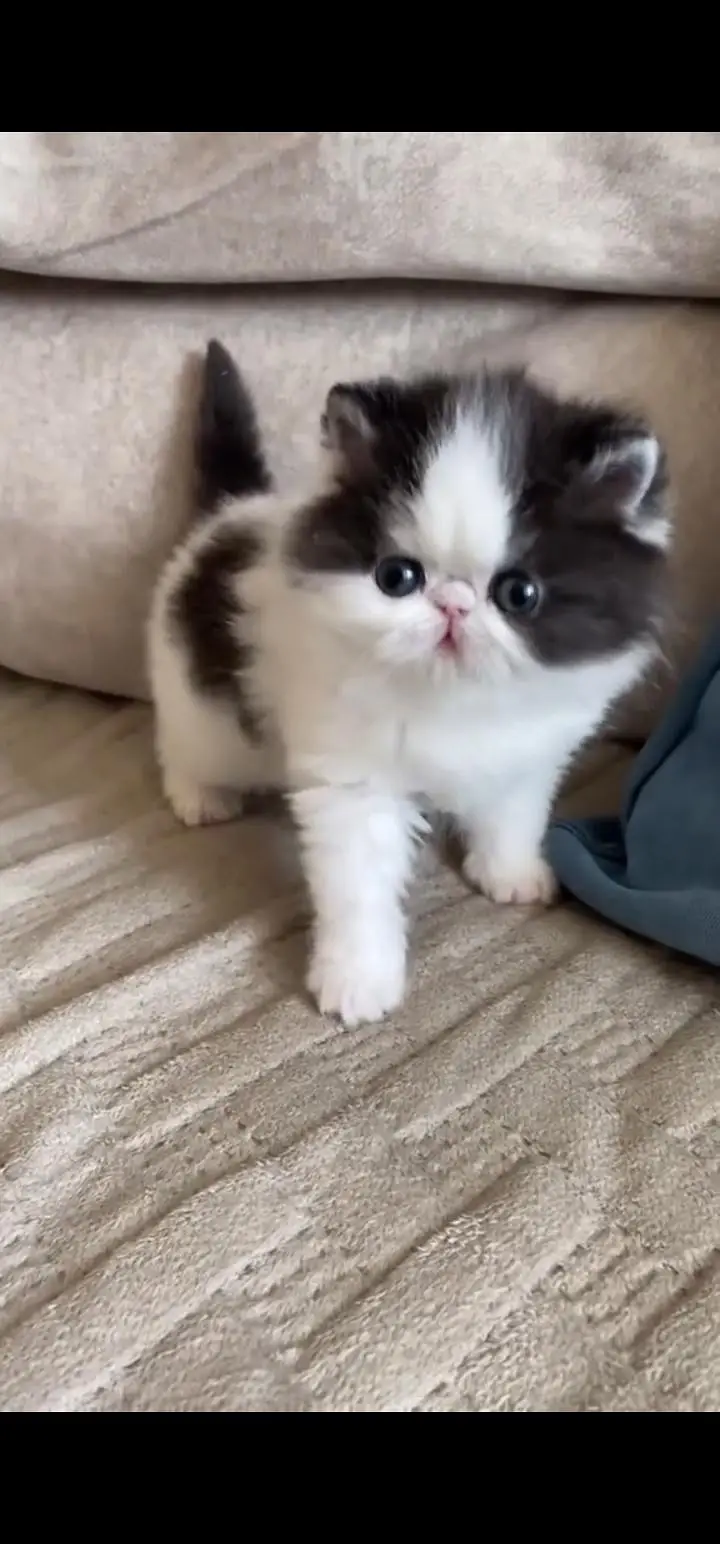 Quality Persian Punch face cat & kittens 03230930380 WhatsApp — photo 3